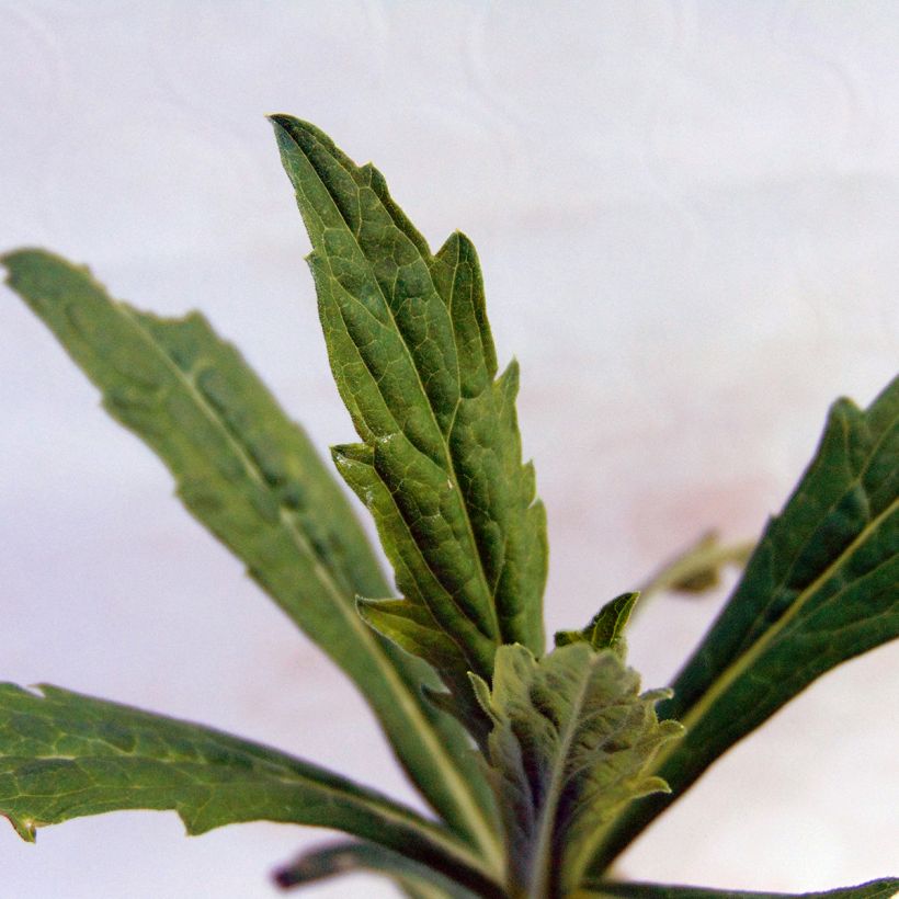 Kalimeris incisa - Zomeraster (Foliage)