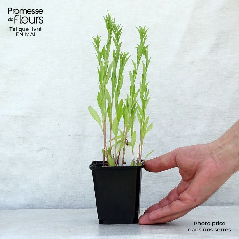 Exemplaar van Kalimeris incisa - Zomeraster Kweekpotje van 8/9 cm zoals geleverd in de lente