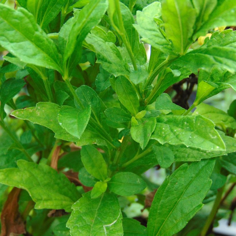 Kalimeris incisa Blue Star - Zomeraster (Foliage)