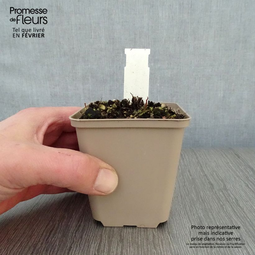 Example of Kalimeris incisa Blue Star - Zomeraster Kweekpotje van 8/9 cm as you get in hiver