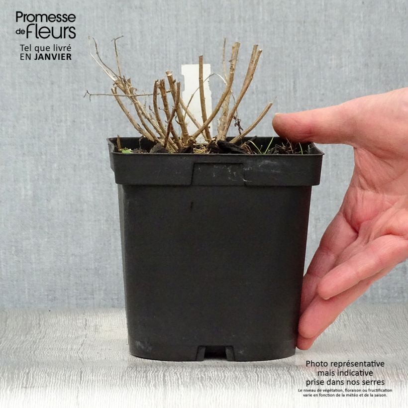 Example of Kalimeris incisa Blue Star - Zomeraster Pot van 2 l/3 l as you get in hiver