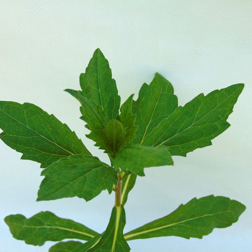 Kalimeris incisa Madiva - Zomeraster (Foliage)