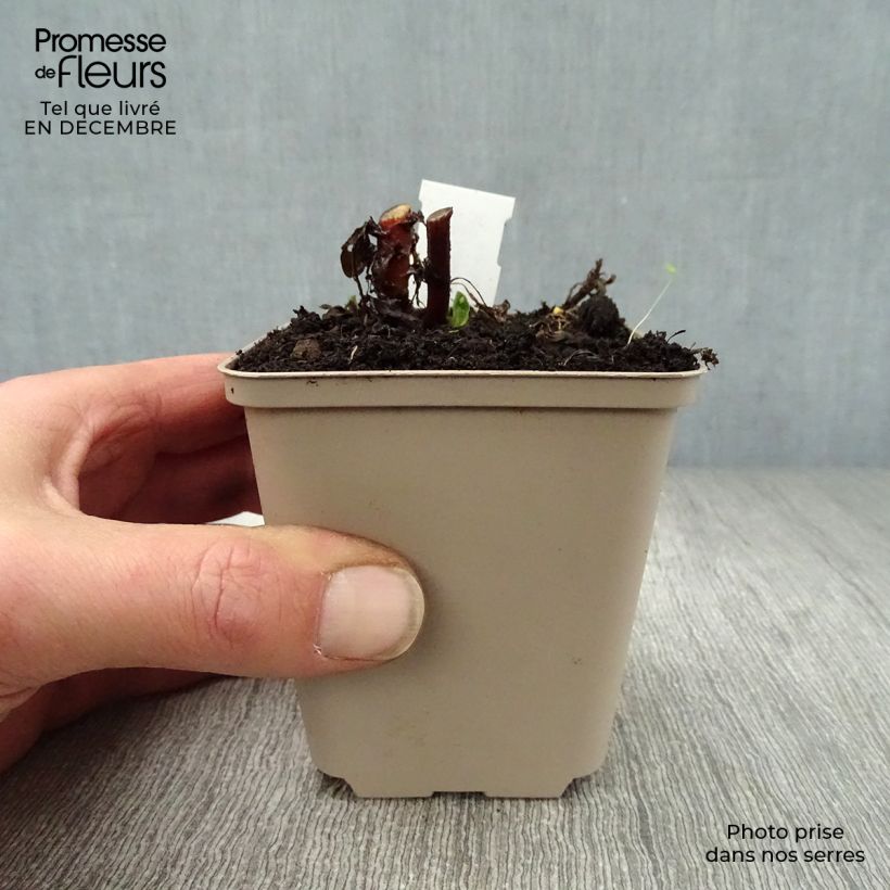 Example of Kalimeris incisa Madiva Kweekpotje van 8/9 cm as you get in hiver