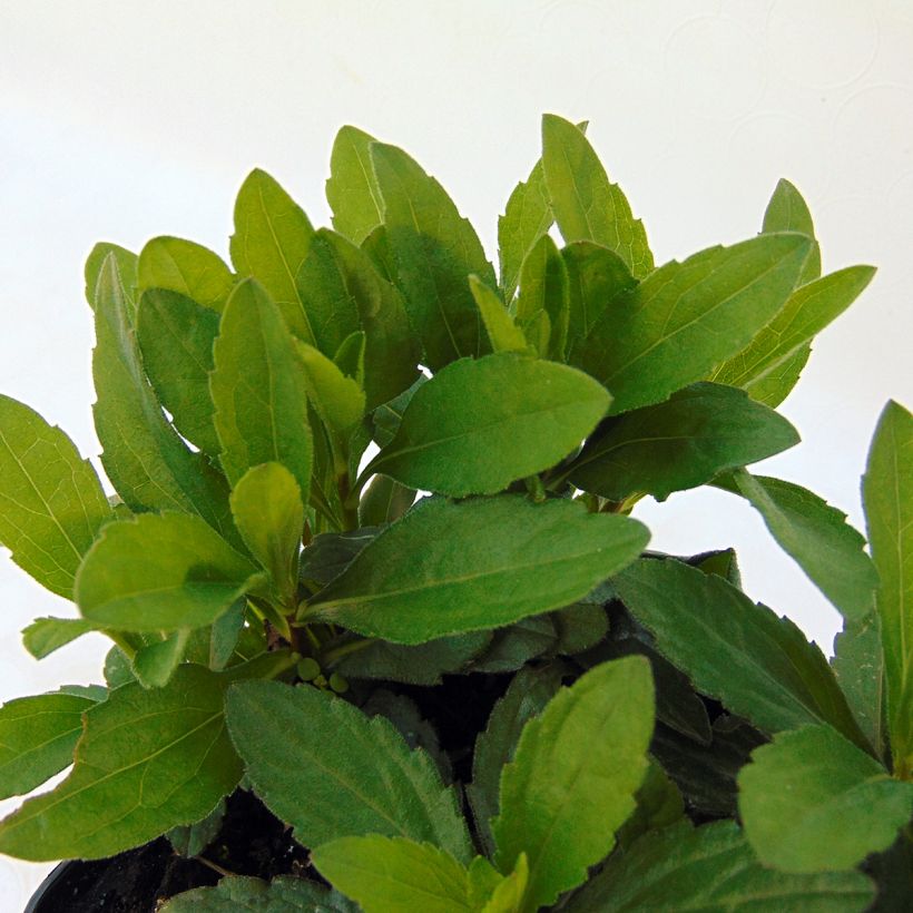 Kalimeris incisa Nana Blue - Zomeraster (Foliage)