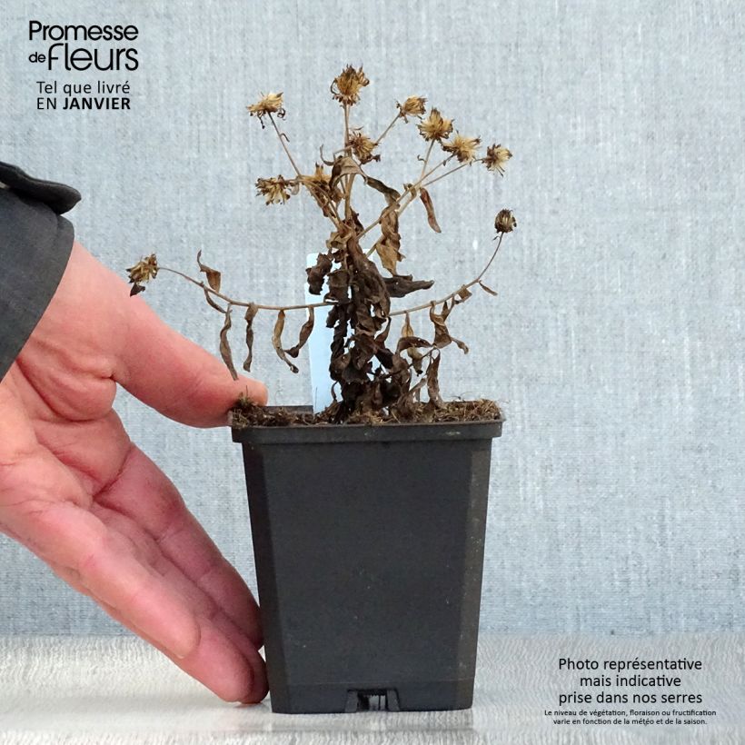 Example of Kalimeris incisa Nana Blue Kweekpotje van 8/9 cm as you get in hiver