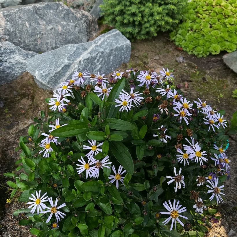 Kalimeris incisa Nana Blue - Zomeraster (Groeiplaats)