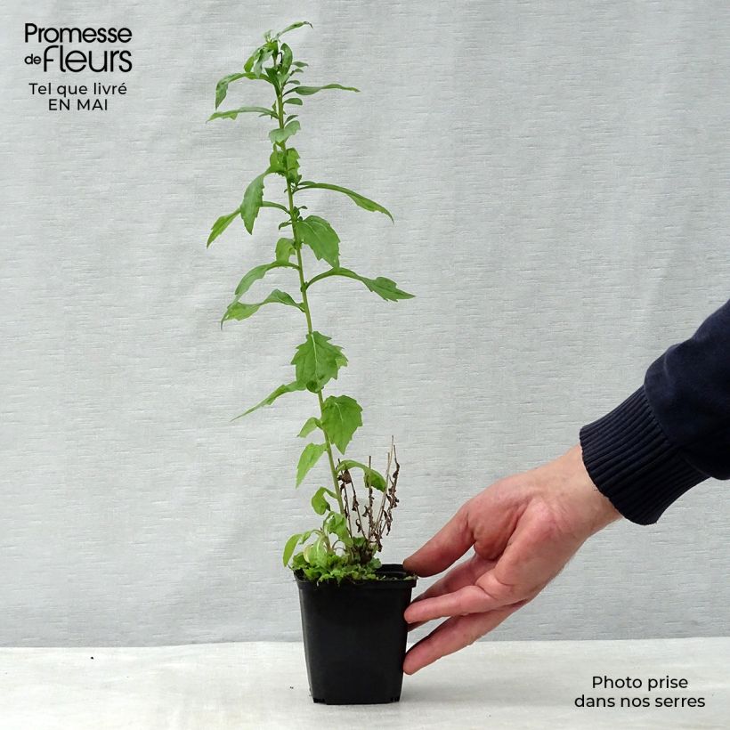 Exemplaar van Kalimeris mongolica Antonia - Zomeraster Kweekpotje van 8/9 cm zoals geleverd in de lente