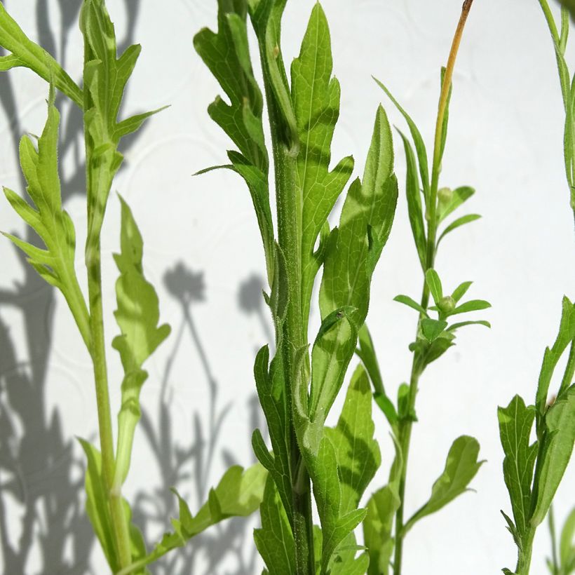 Kalimeris pinnatifida hortensis - Zomeraster (Foliage)