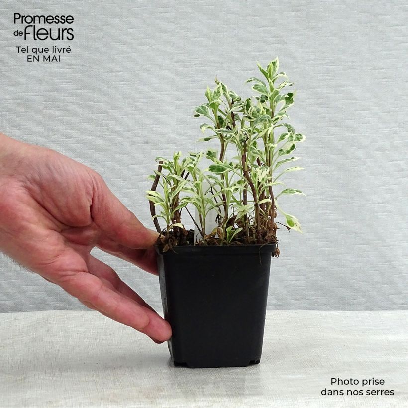 Exemplaar van Kalimeris yomena Shogun - Zomeraster Kweekpotje van 8/9 cm zoals geleverd in de lente