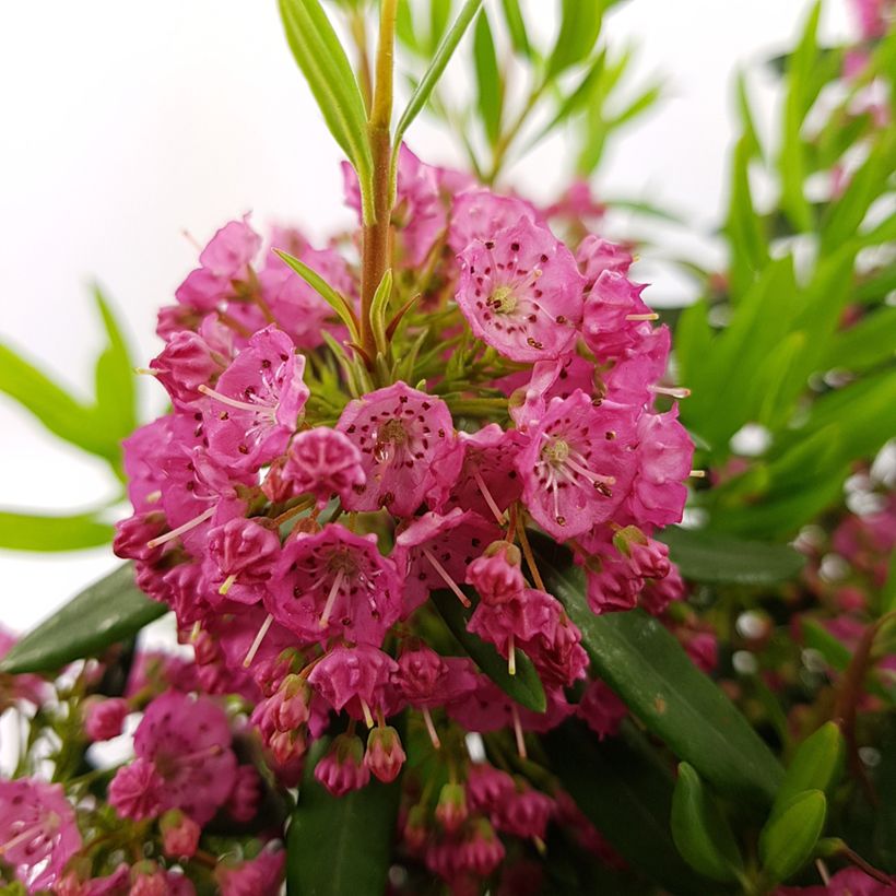 Kalmia angustifolia Rubra - Smalbladige lepelboom (Bloei)