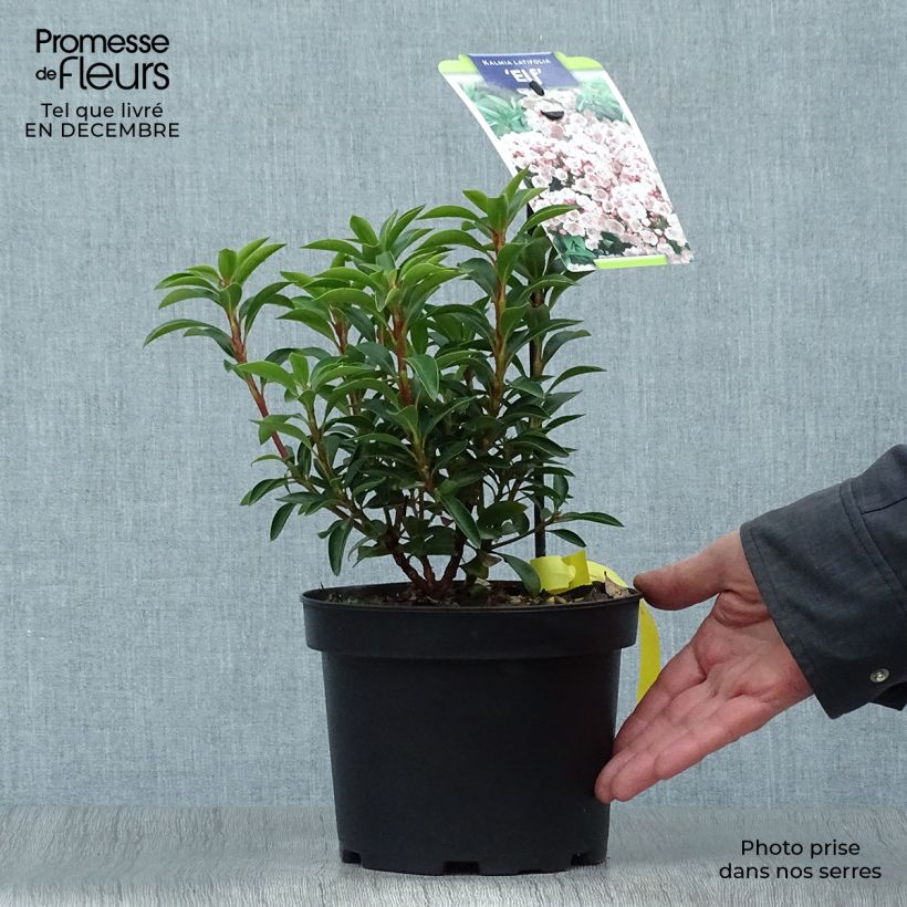 Example of Kalmia latifolia Elf - Lepeltjesboom Pot van 3 l/4 l as you get in hiver