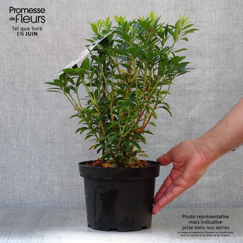 Exemplaar van Kalmia latifolia Elf - Lepeltjesboom Pot van 3 l/4 l zoals geleverd in de zomer