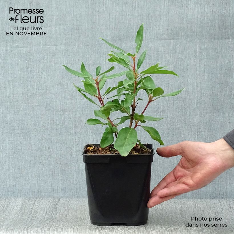 Exemplaar van Kalmia latifolia Ewa - Lepeltjesboom Pot van 3 l/4 l zoals geleverd in de herfst
