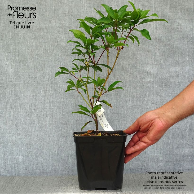Exemplaar van Kalmia latifolia Ewa - Lepeltjesboom Pot van 3 l/4 l zoals geleverd in de zomer