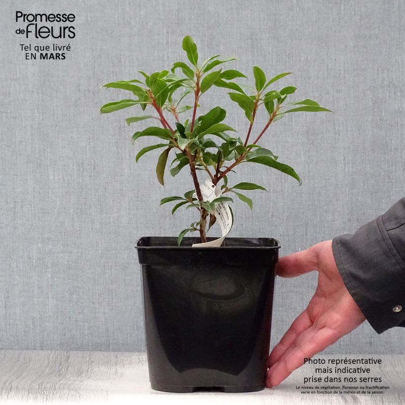 Exemplaar van Kalmia latifolia Ewa - Lepeltjesboom Pot van 3 l/4 l zoals geleverd in de lente