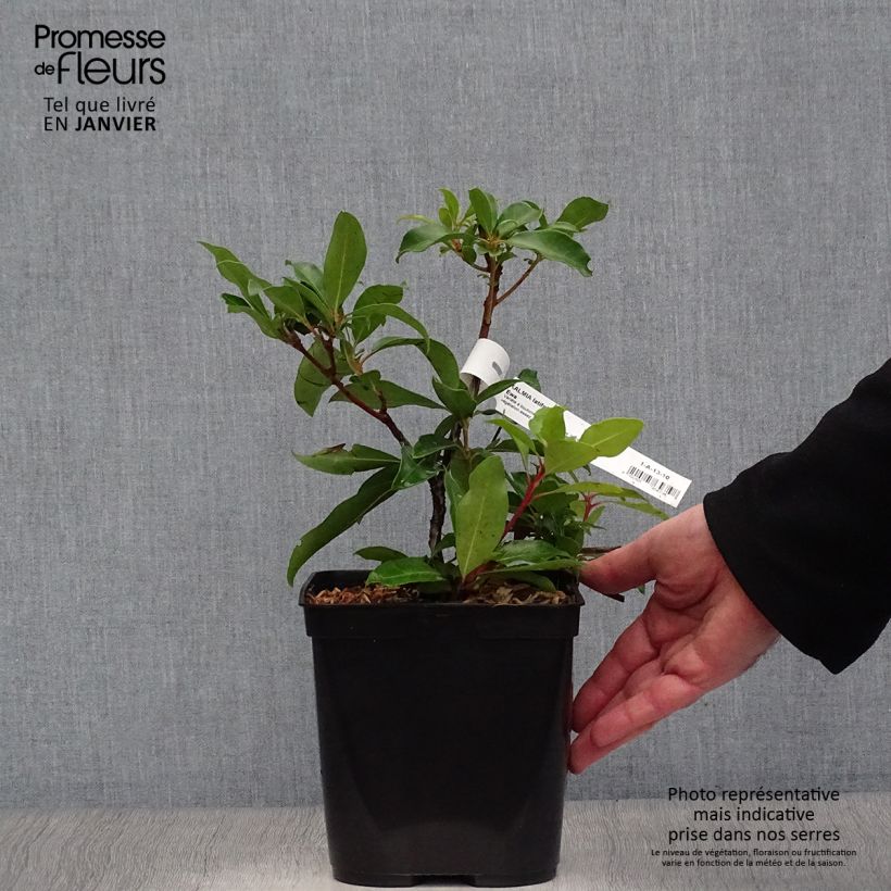 Example of Kalmia latifolia Ewa - Laurier des montagnes rose pâle veiné de pourpre Pot van 3 l/4 l as you get in hiver