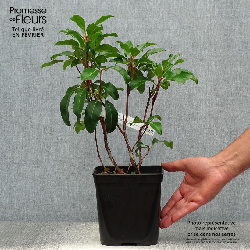 Exemplaar van Kalmia latifolia Keepsake - Lepeltjesboom Pot van 2 l/3 l zoals geleverd in de herfst