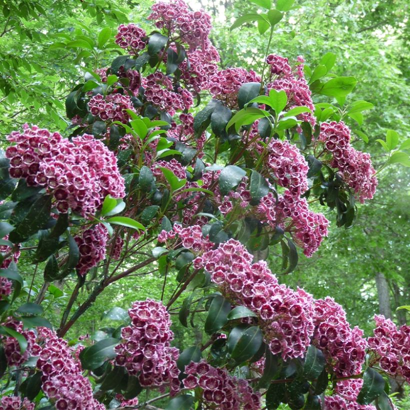Kalmia latifolia Keepsake - Lepeltjesboom (Plant habit)