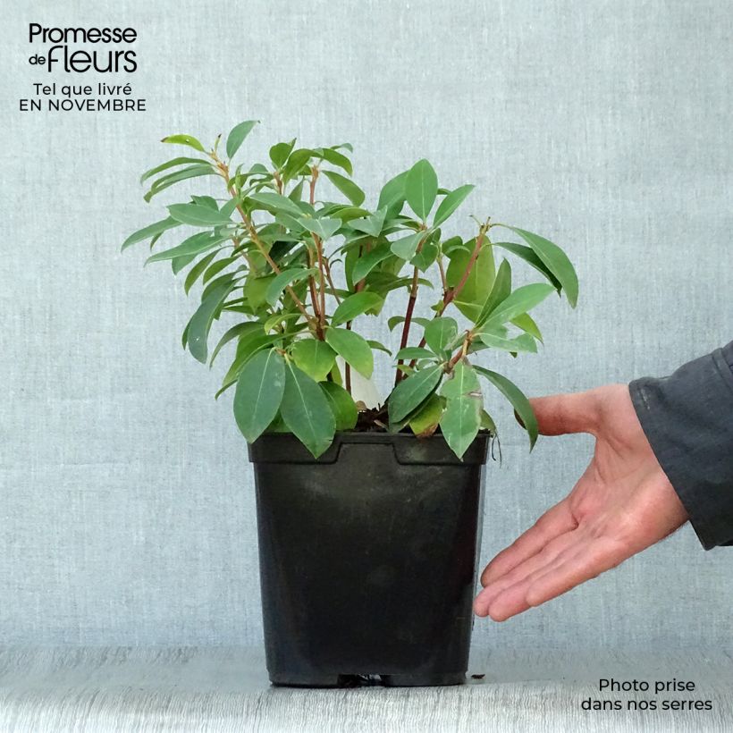 Exemplaar van Kalmia latifolia Latchmin - Lepeltjesboom Pot van 4 l/5 l zoals geleverd in de herfst