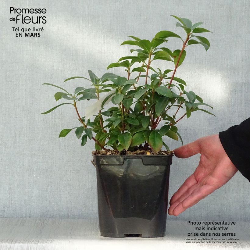 Example of Kalmia latifolia Latchmin - Laurier des montagnes Pot van 4 l/5 l as you get in printemps