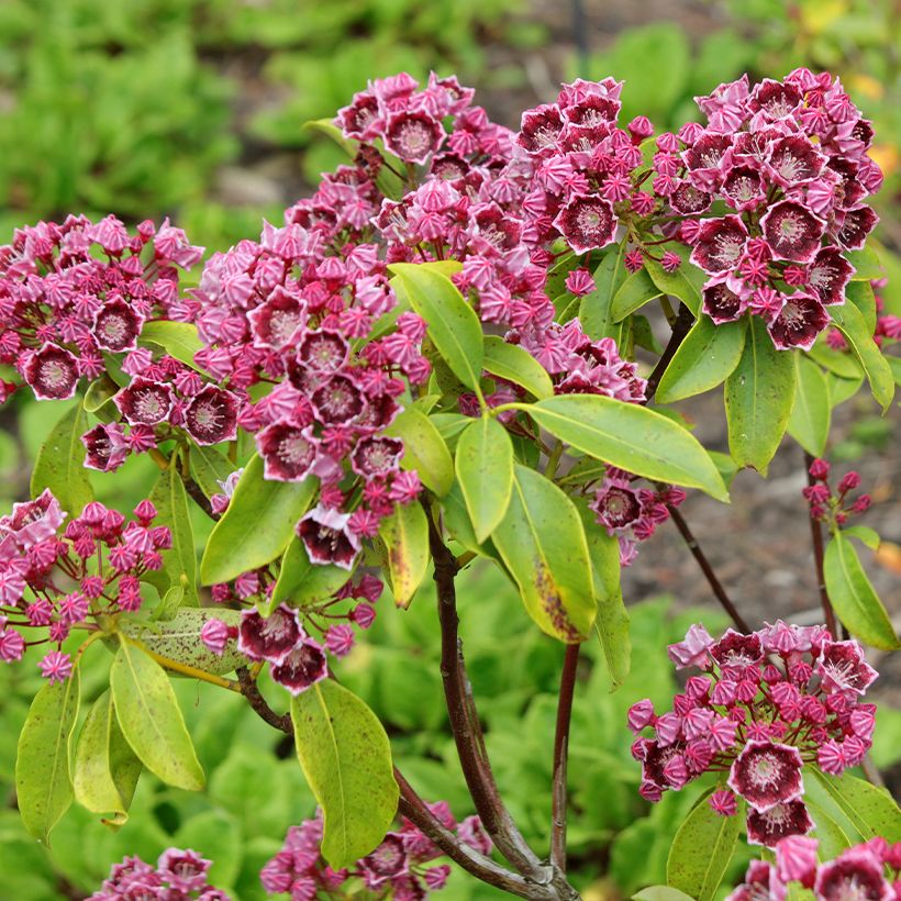 Kalmia latifolia Latchmin - Lepeltjesboom (Bloei)