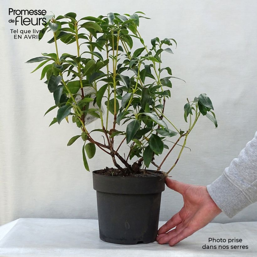 Exemplaar van Kalmia latifolia - Lepeltjesboom Pot van 2 l/3 l zoals geleverd in de lente