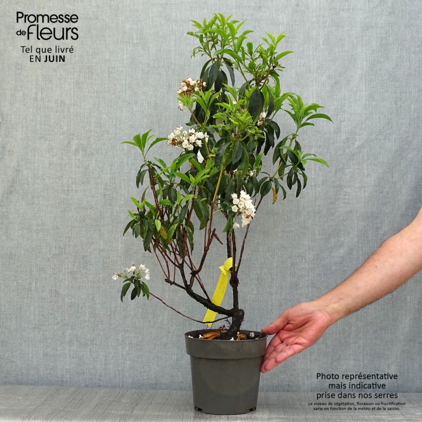 Exemplaar van Kalmia latifolia - Lepeltjesboom Pot van 2 l/3 l zoals geleverd in de zomer
