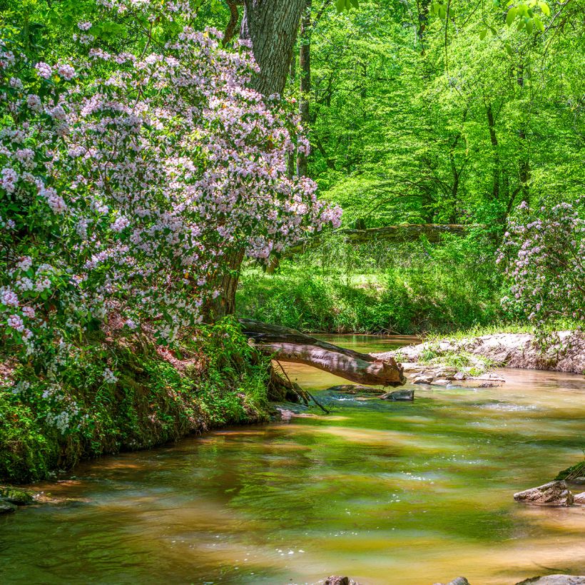 Kalmia latifolia - Lepeltjesboom (Plant habit)
