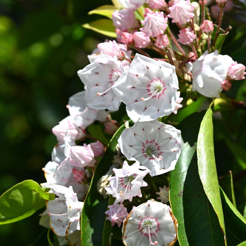 Kalmia latifolia - Lepeltjesboom (Bloei)