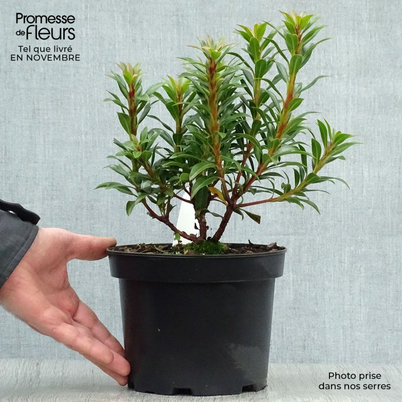 Exemplaar van Kalmia latifolia Minuet - Lepeltjesboom Pot van 2 l/3 l zoals geleverd in de herfst