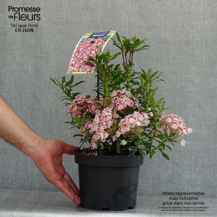 Exemplaar van Kalmia latifolia Minuet - Lepeltjesboom Pot van 2 l/3 l zoals geleverd in de zomer