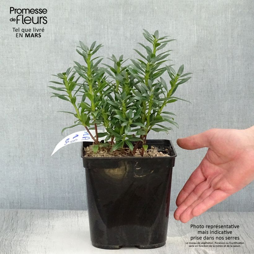 Exemplaar van Kalmia latifolia Minuet - Lepeltjesboom Pot van 2 l/3 l zoals geleverd in de lente