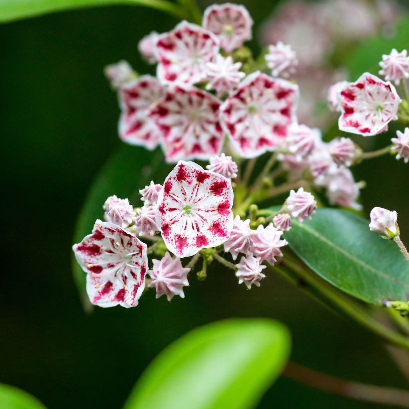 Kalmia latifolia Minuet - Lepeltjesboom (Flowering)