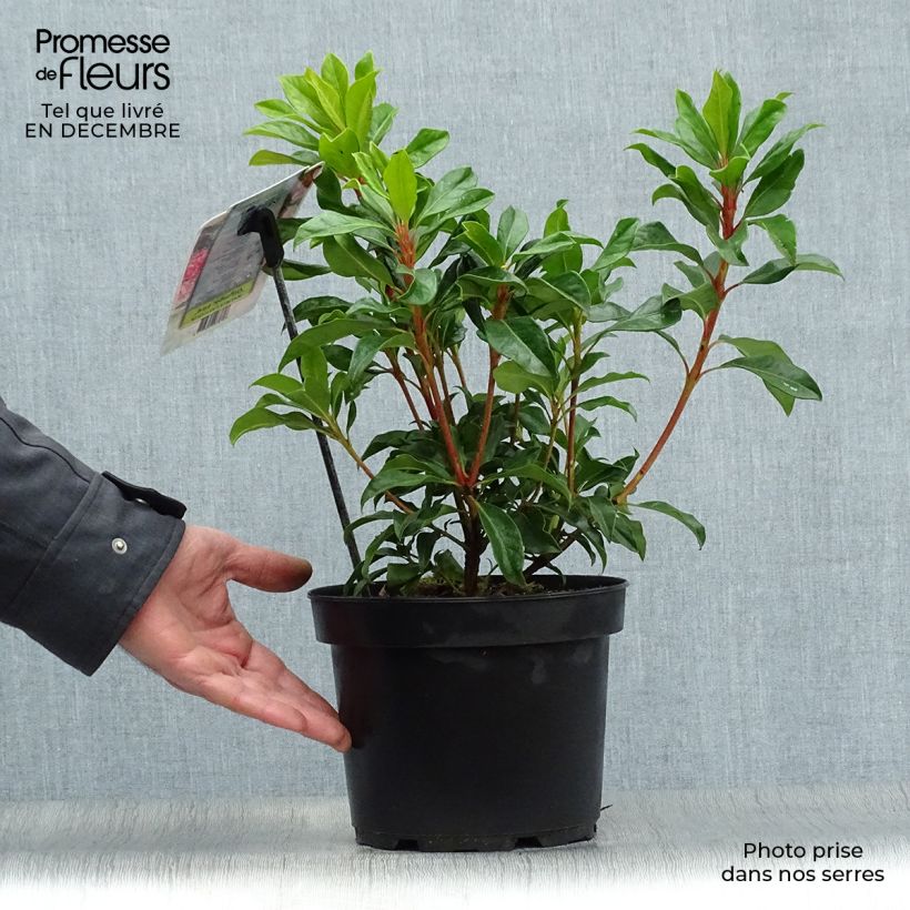 Example of Kalmia latifolia Olympic Fire - Laurier des montagnes  rose vif et blanc Pot van 3 l/4 l as you get in hiver