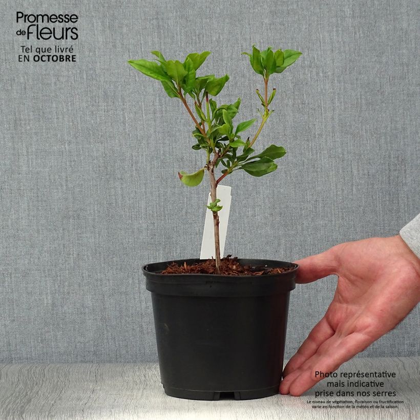 Exemplaar van Kalmia latifolia Otsbo Red - Lepeltjesboom Pot van 2 l/3 l zoals geleverd in de herfst
