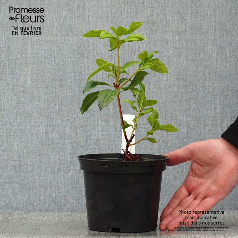 Example of Kalmia latifolia Otsbo Red - Laurier des montagnes rouge et rose vif. Pot van 2 l/3 l as you get in hiver