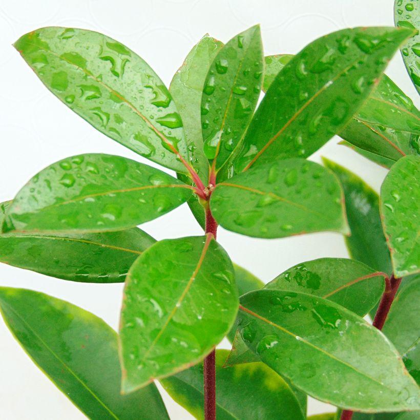 Kalmia latifolia Peppermint - Lepeltjesboom (Foliage)