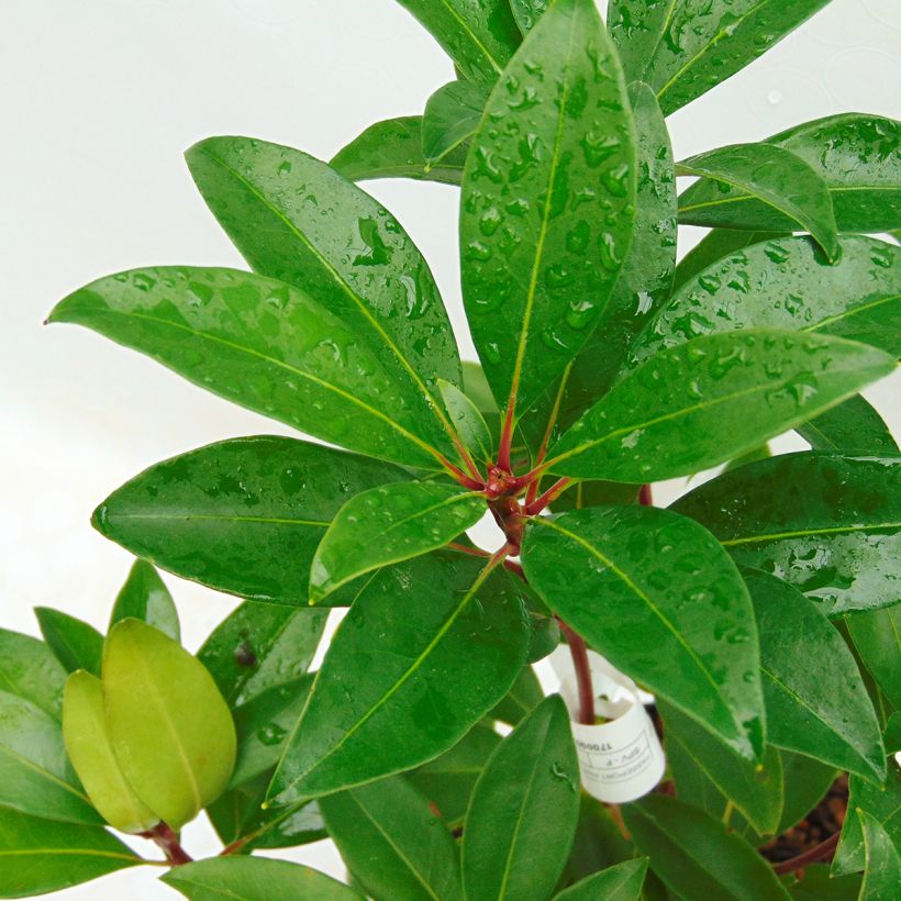 Kalmia latifolia Pink Charm - Lepeltjesboom (Foliage)