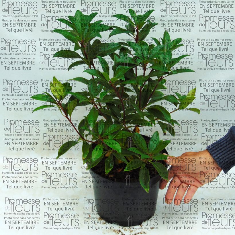 Example of Kalmia latifolia Pink Charm - Laurier des montagnes rose foncé Pot van 4 l/5 l as you get