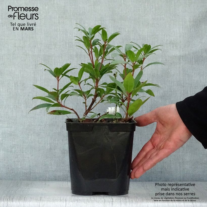 Example of Kalmia latifolia Pinkobello - Laurier des montagnes rose vif  Pot van 3 l/4 l as you get in printemps