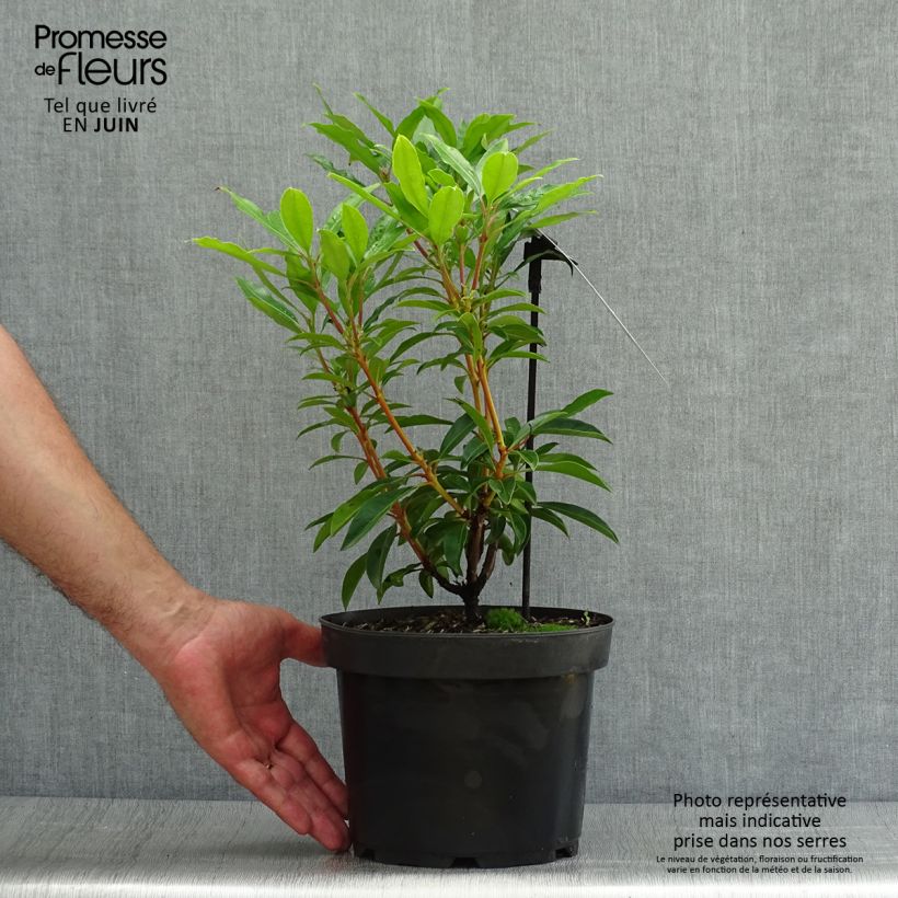 Exemplaar van Kalmia latifolia Pinwheel - Lepeltjesboom Pot van 3 l/4 l zoals geleverd in de zomer