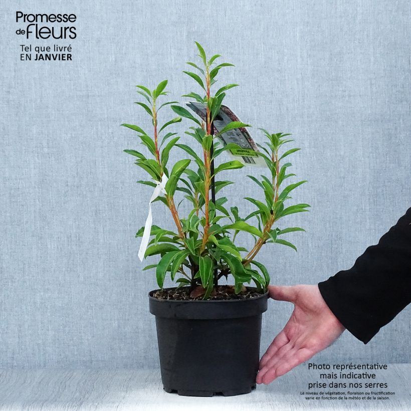 Example of Kalmia latifolia Pinwheel - Laurier des montagnes  Pot van 3 l/4 l as you get in hiver