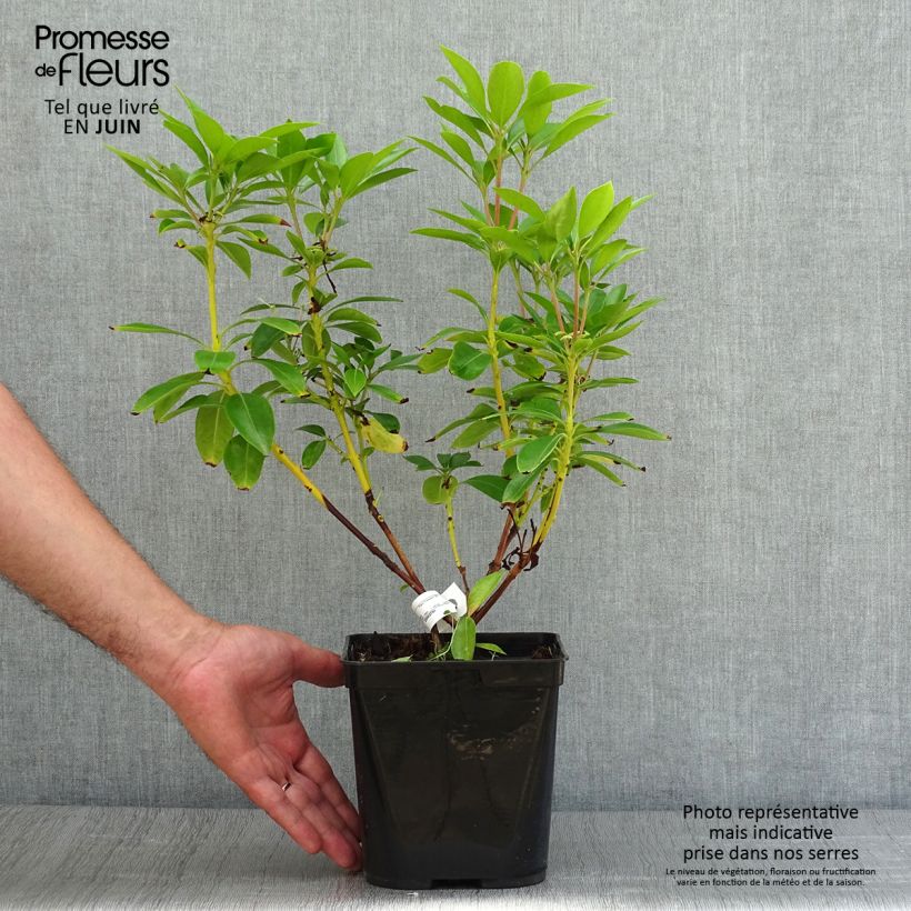 Exemplaar van Kalmia latifolia Tad - Lepeltjesboom Pot van 3 l/4 l zoals geleverd in de zomer