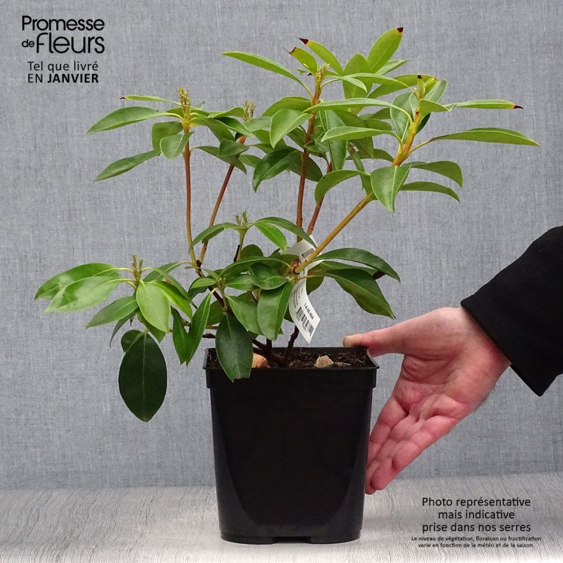 Example of Kalmia latifolia Tad - Laurier des montagnes blanc et chocolat Pot van 3 l/4 l as you get in hiver