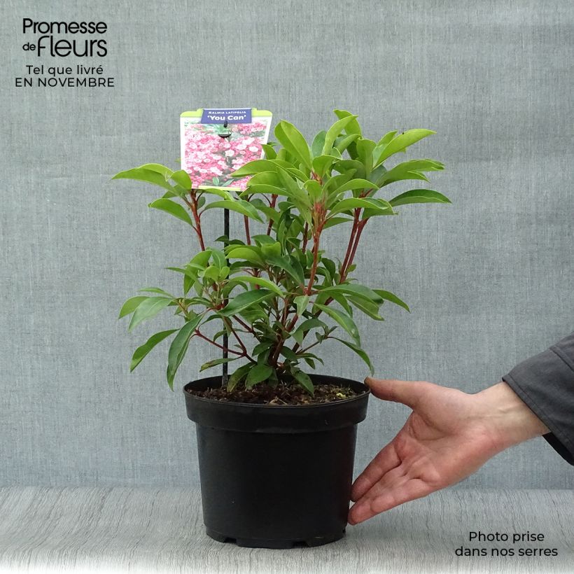 Exemplaar van Kalmia latifolia You Can - Lepeltjesboom Pot van 2 l/3 l zoals geleverd in de herfst