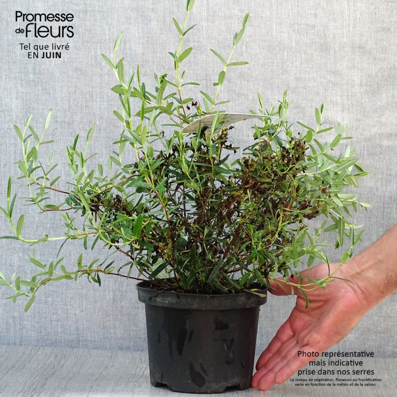 Exemplaar van Kalmia polifolia - Lepeltjesboom Pot van 2 l/3 l zoals geleverd in de zomer