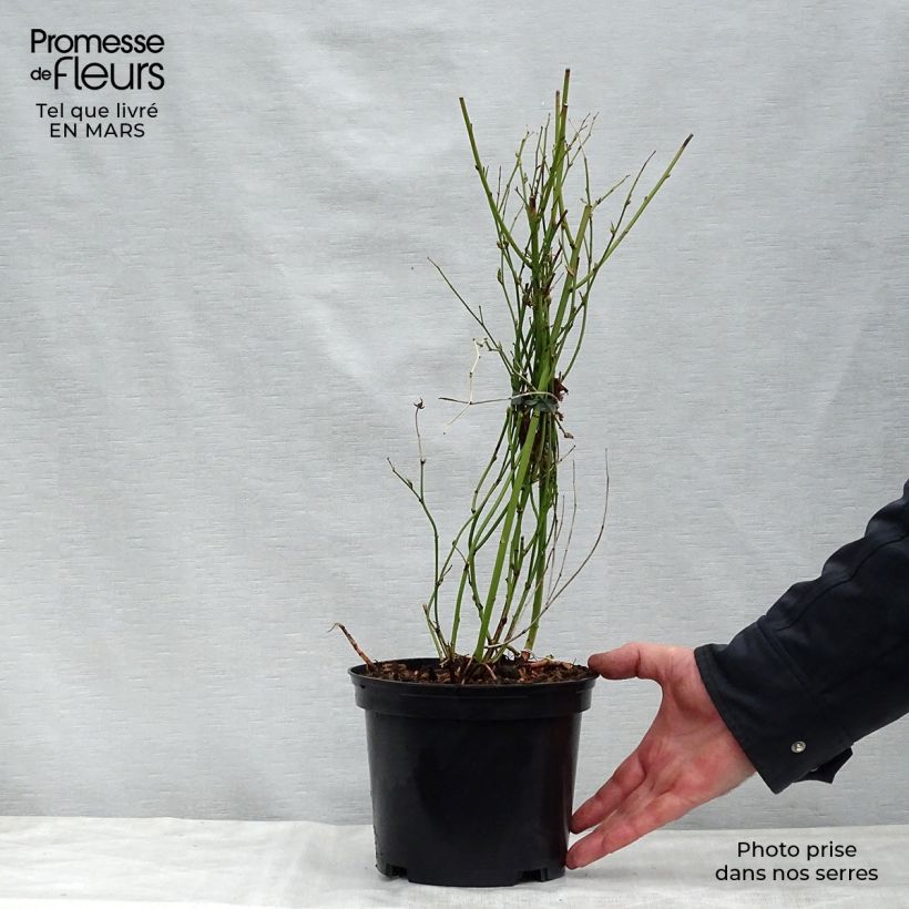 Exemplaar van Kerria Golden Guinea - Ranonkelstruik Pot van 2 l/3 l zoals geleverd in de lente