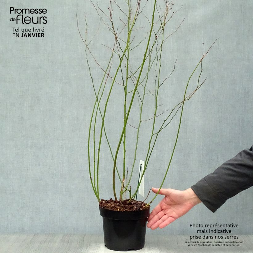 Example of Kerria Japonica Golden Guinea Pot van 2 l/3 l as you get in hiver