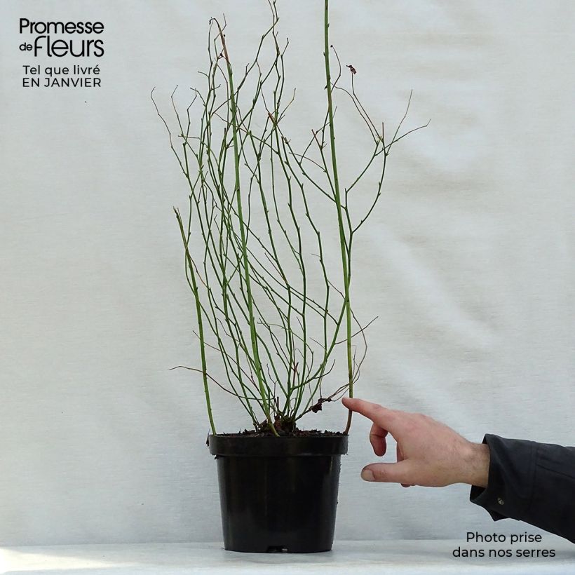 Example of Kerria Japonica 'Pleniflora' Pot van 2 l/3 l as you get in hiver