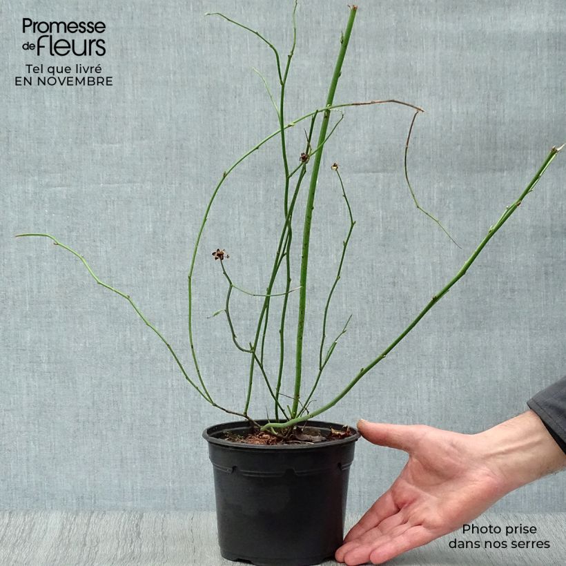 Exemplaar van Kerria Pleniflora - Ranonkelstruik Pot van 2 l/3 l zoals geleverd in de herfst